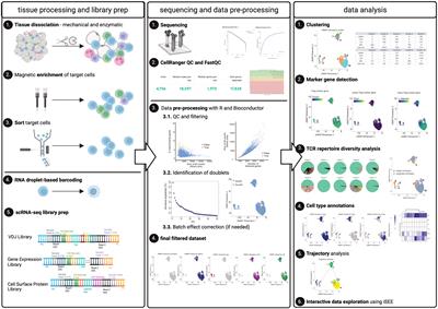 Using combined single-cell gene expression, TCR sequencing and cell surface protein barcoding to characterize and track CD4+ T cell clones from murine tissues